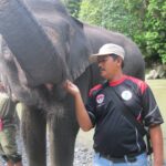 elephant (2)