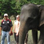 elephant (5)