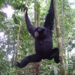 tour orangutan sumatera (27)