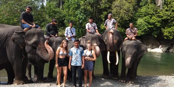 elephant (4) elephant (4)