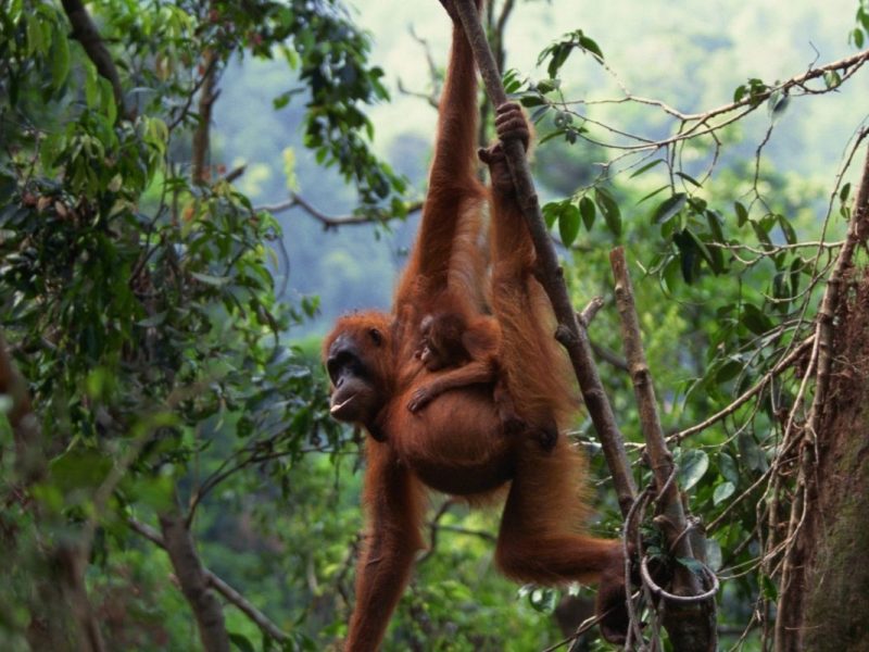 orangutan (2) orangutan (2)
