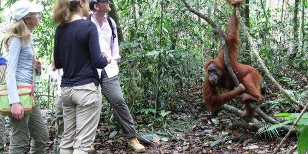 tour orangutan sumatera (44) tour orangutan sumatera (44)